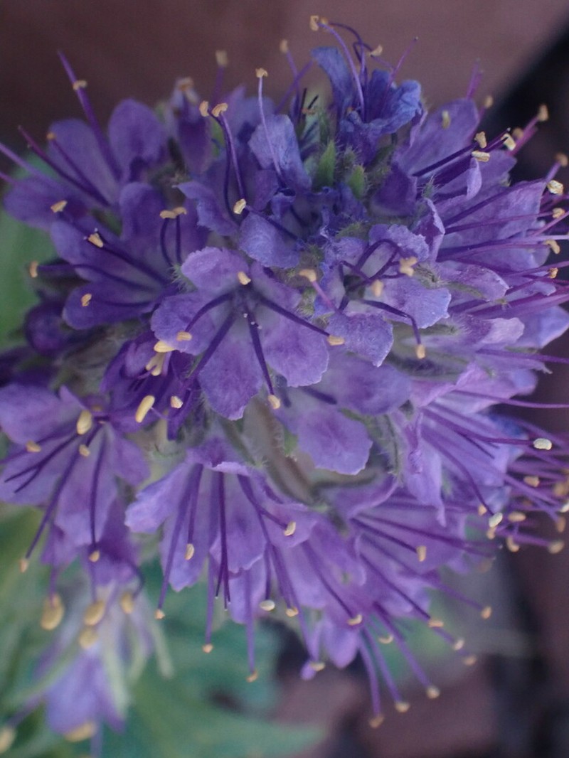 Alpine Phacelia photo 6