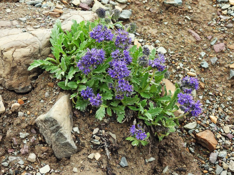 Alpine Phacelia photo 7