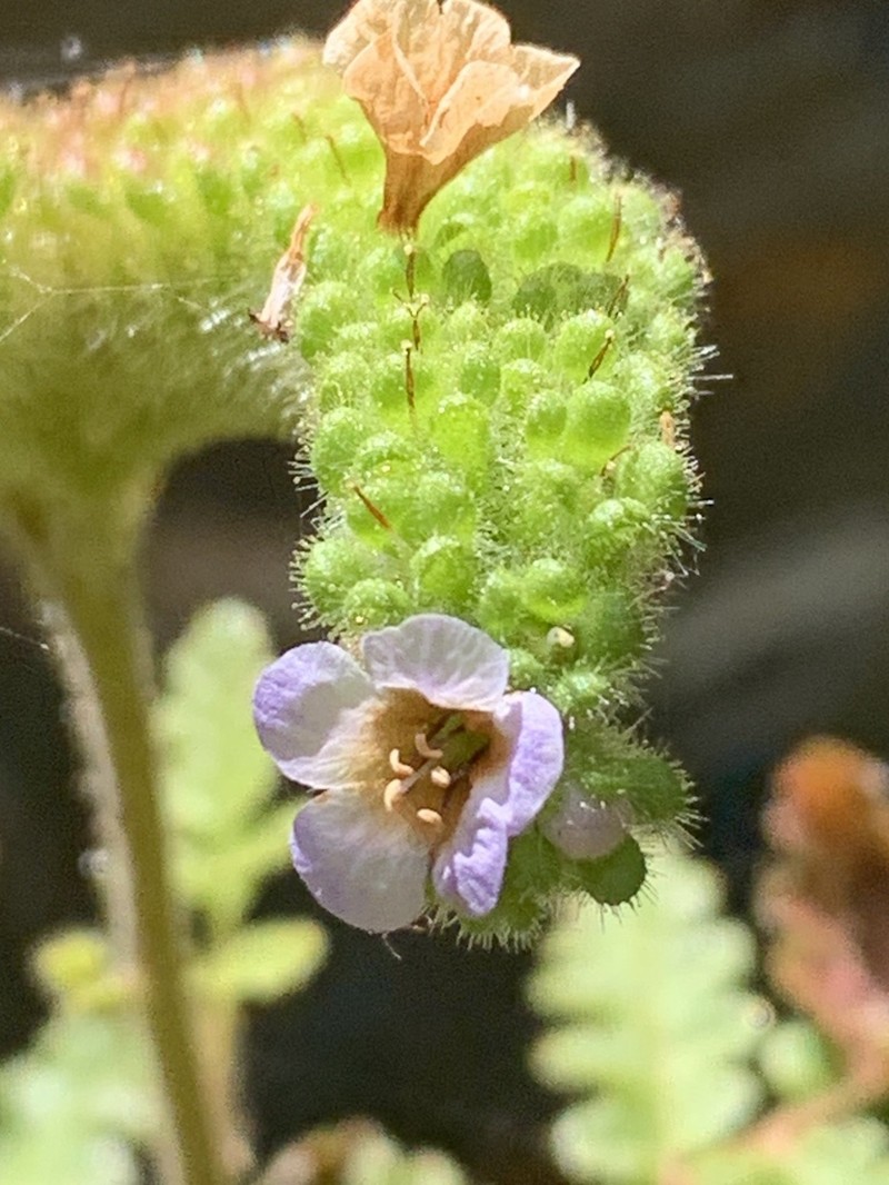 Lyon's Phacelia