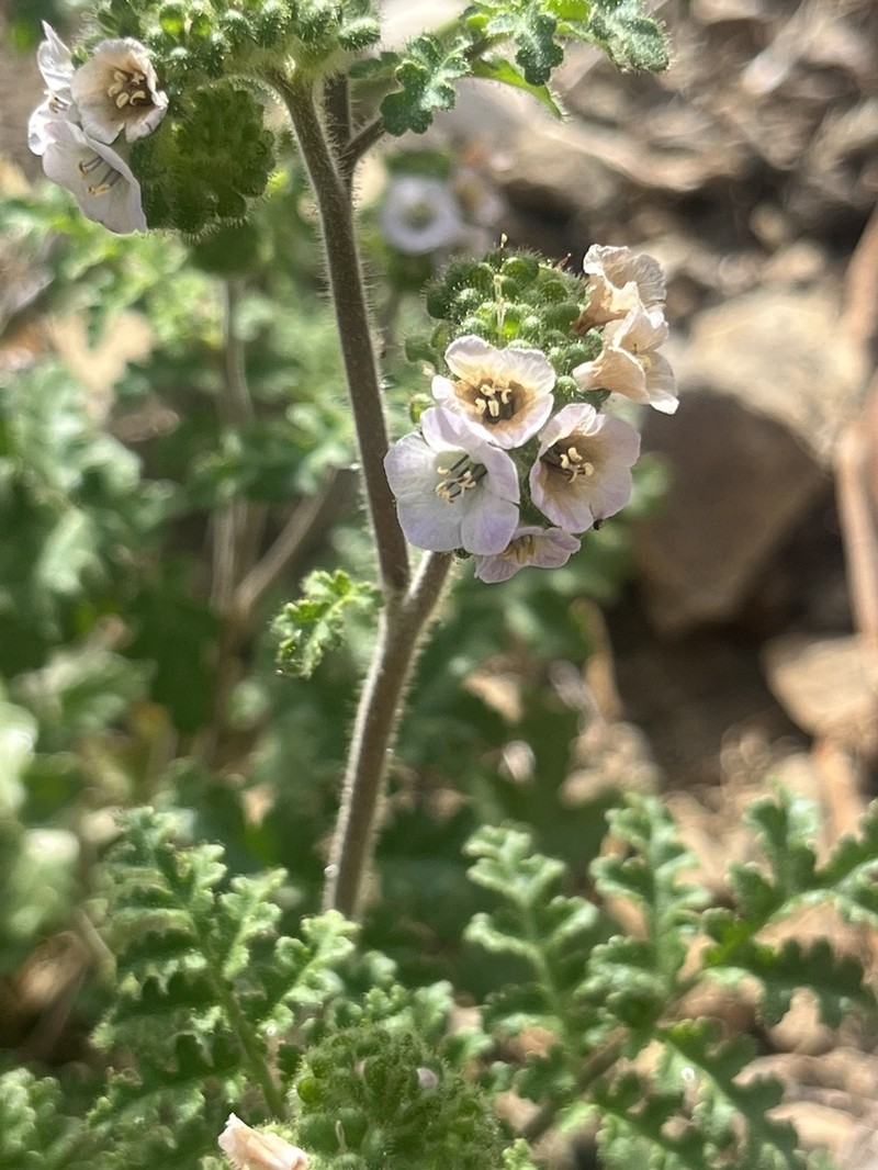 Lyon's Phacelia photo 2