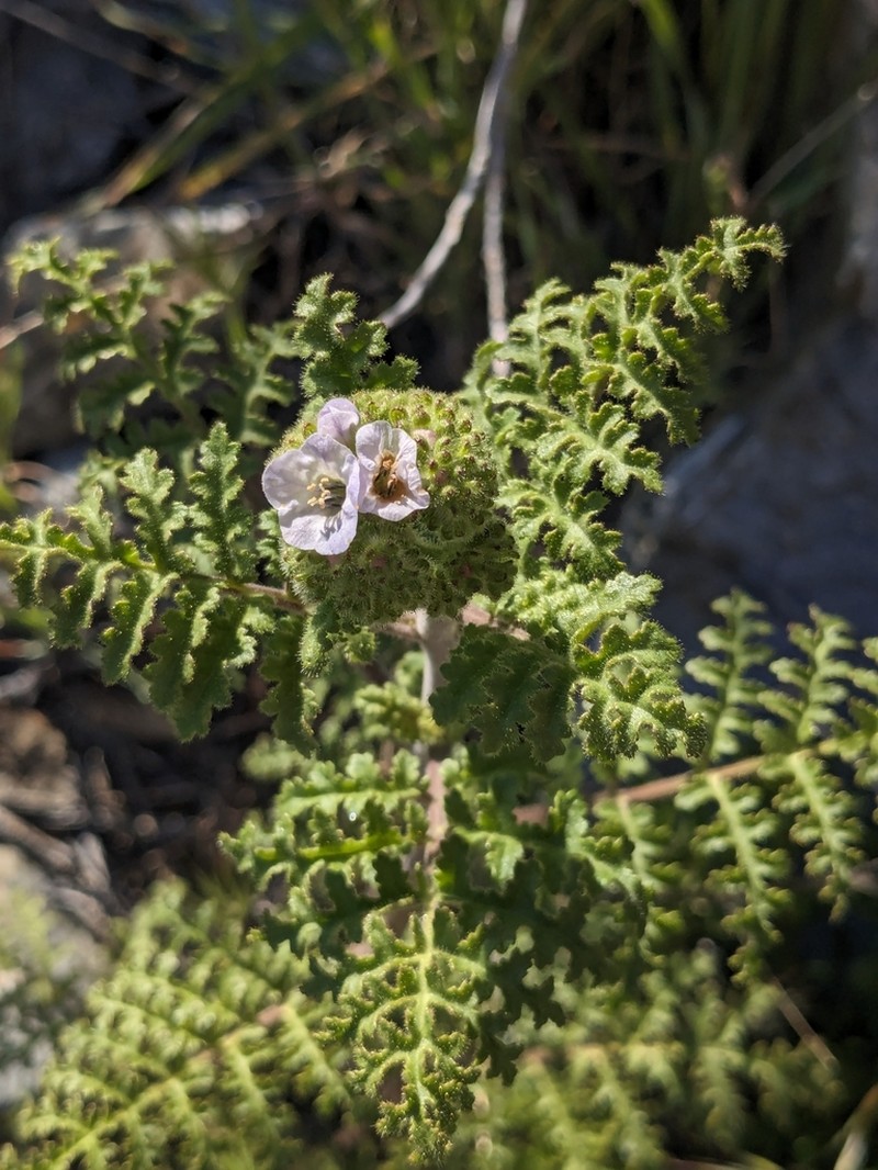 Lyon's Phacelia photo 4