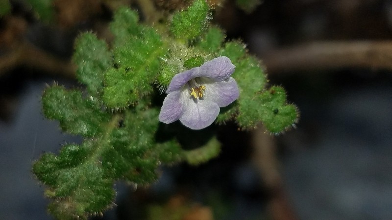 Lyon's Phacelia photo 5