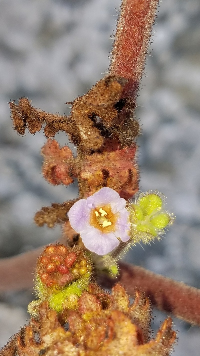 Lyon's Phacelia photo 7