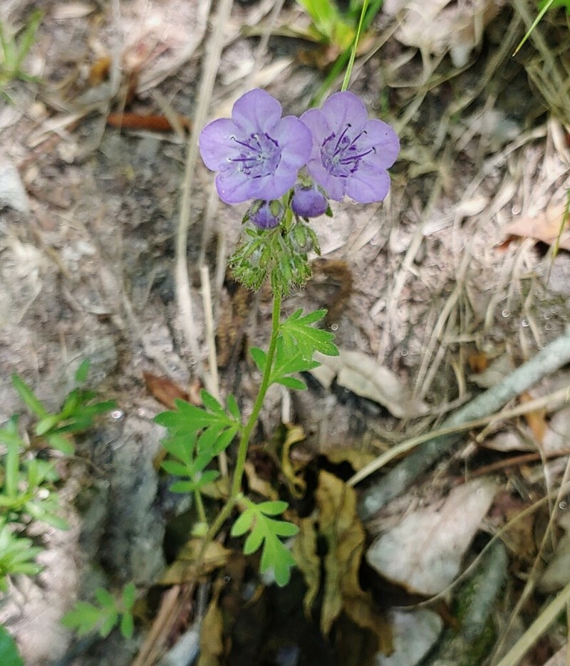 Spotted Phacelia