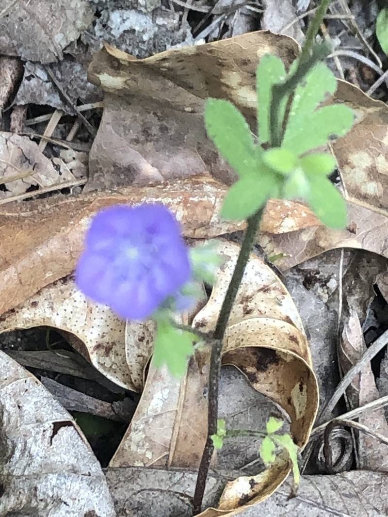 Spotted Phacelia photo 2