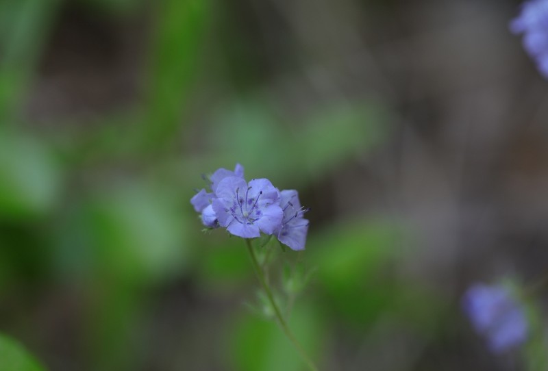 Spotted Phacelia photo 3