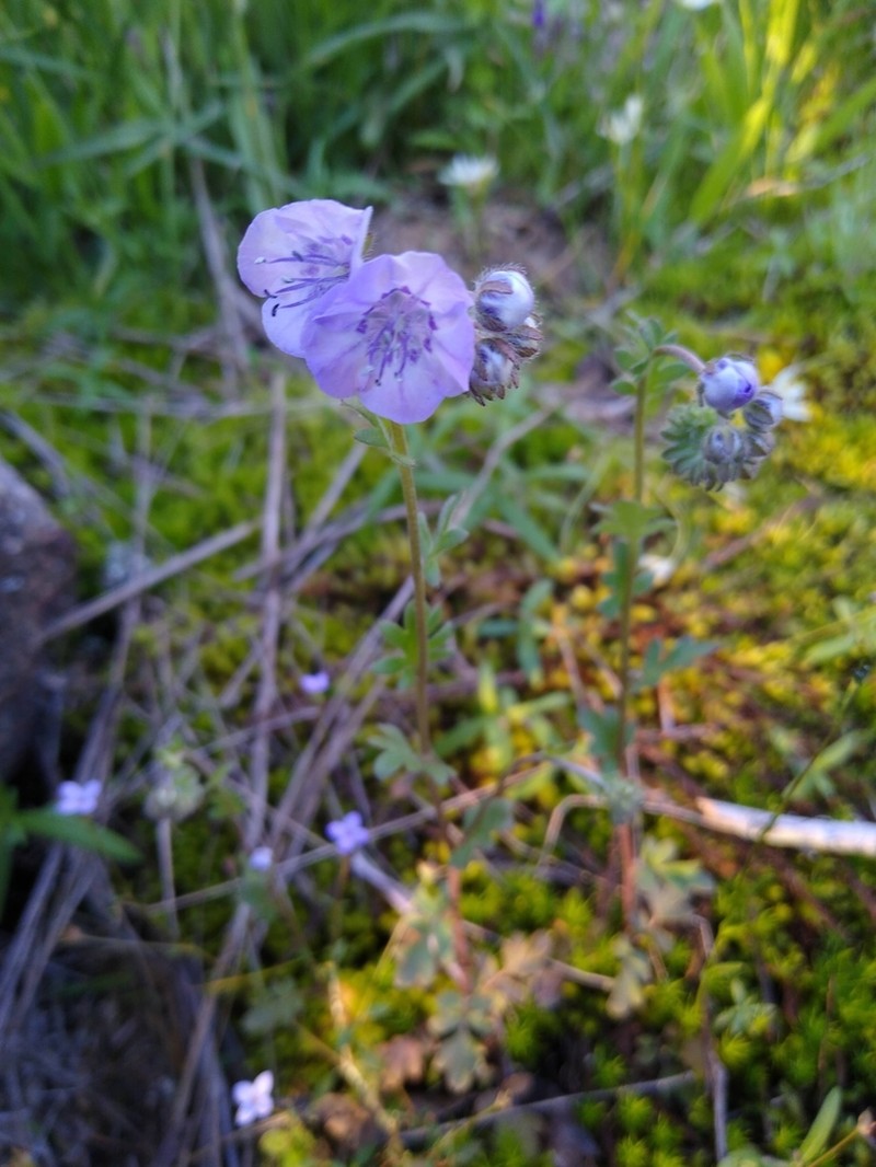 Spotted Phacelia photo 4