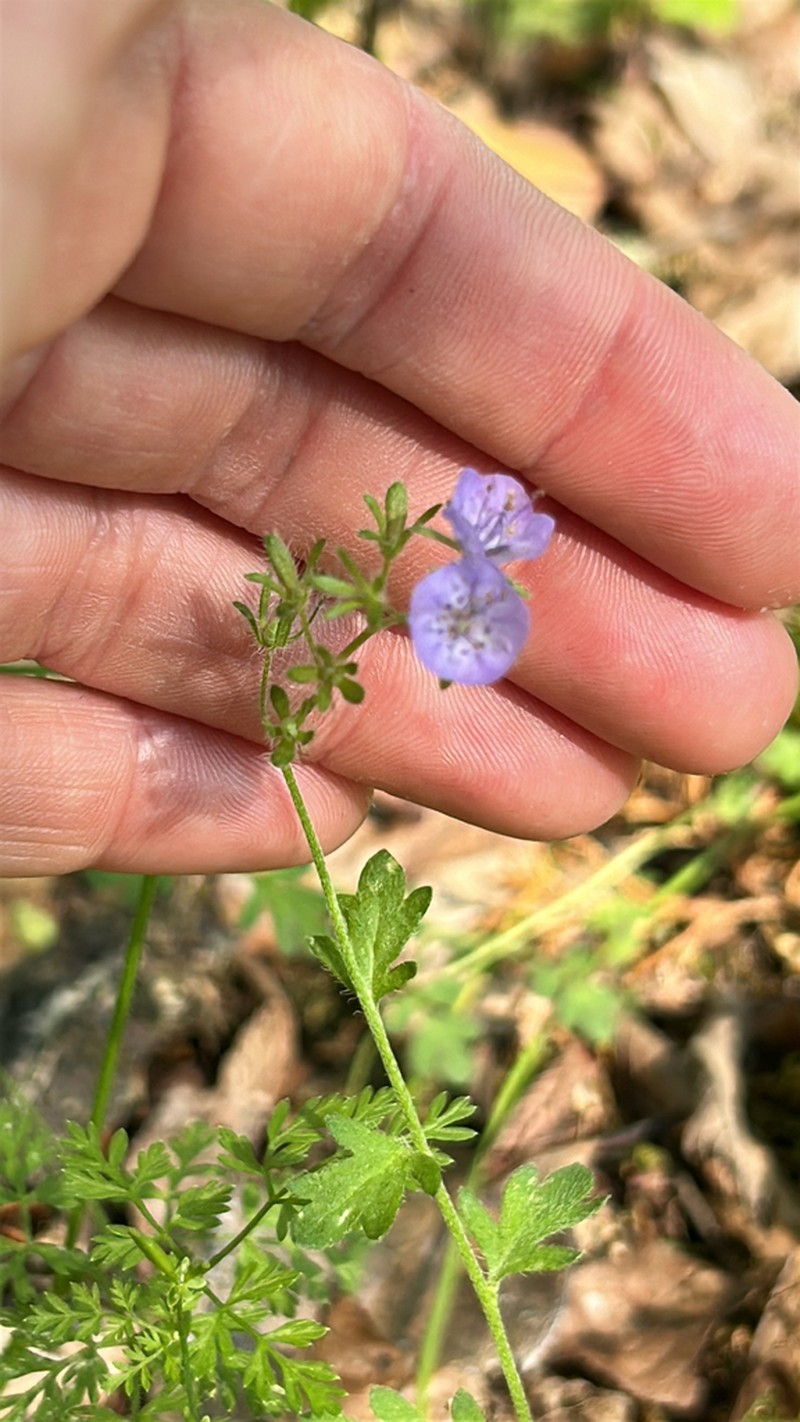 Spotted Phacelia photo 5