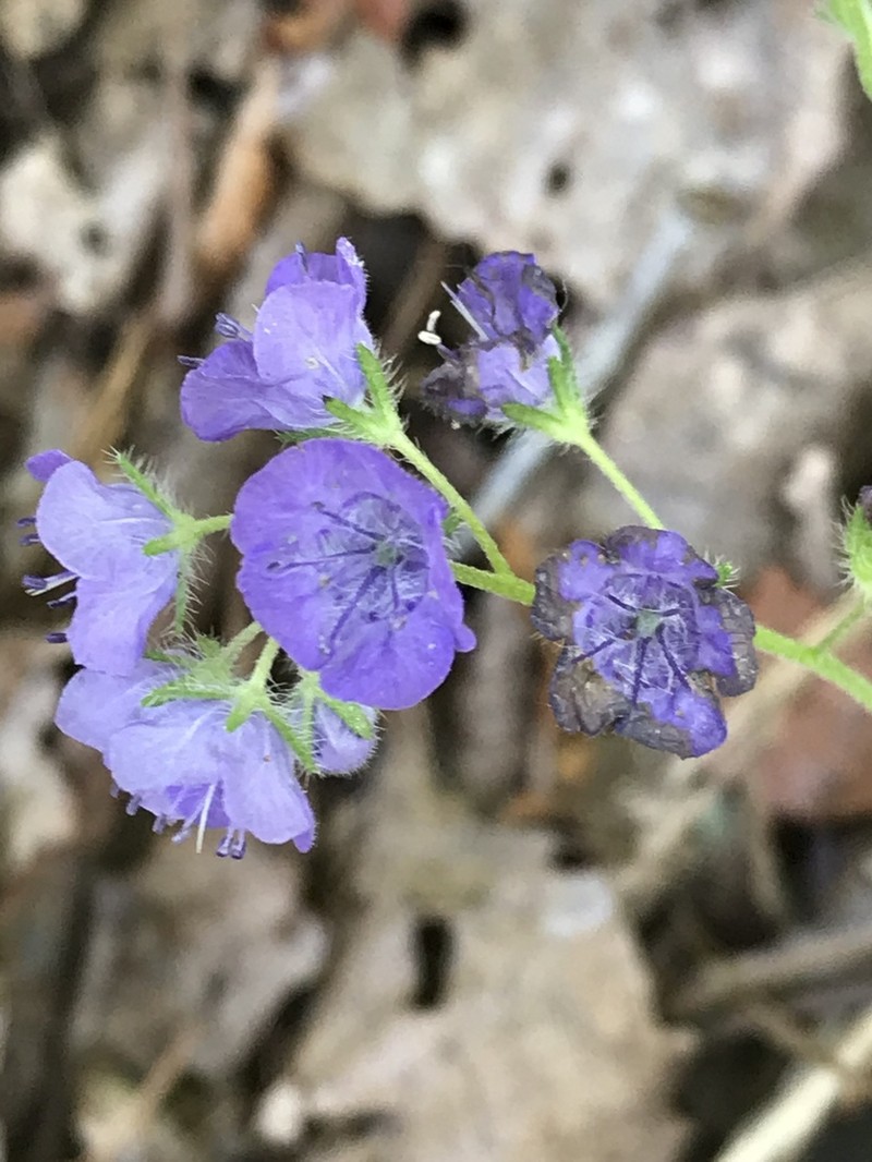 Spotted Phacelia photo 6