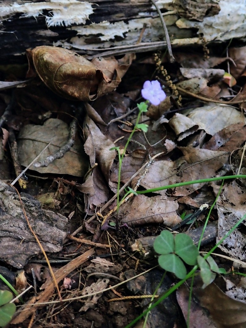 Spotted Phacelia photo 7