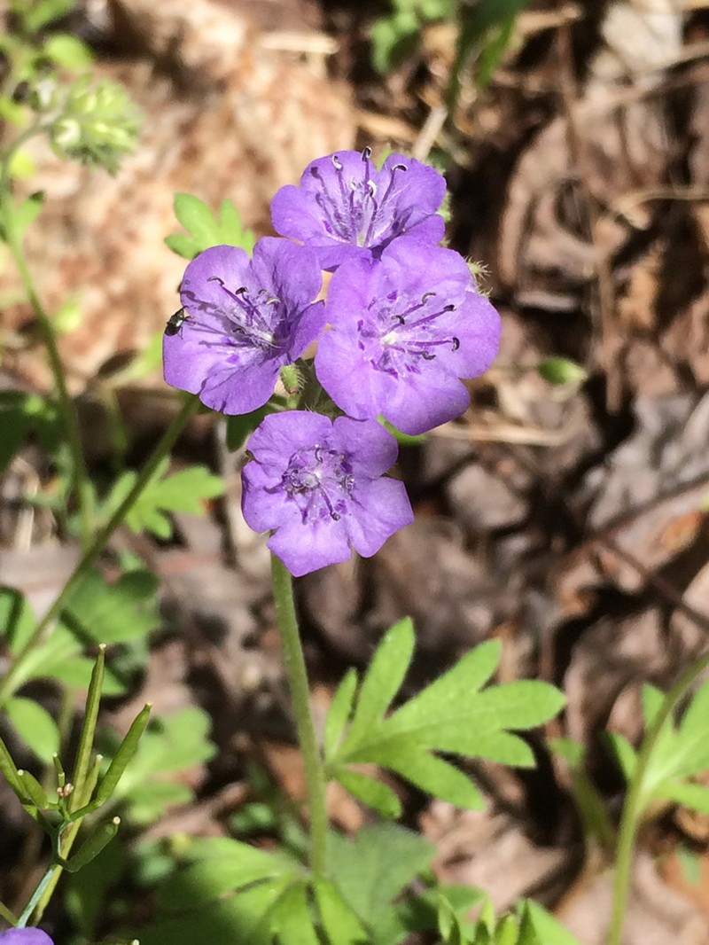 Spotted Phacelia photo 8