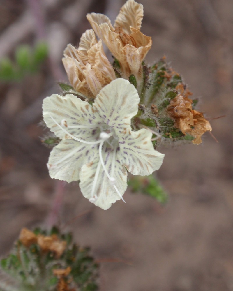 Stinging Phacelia