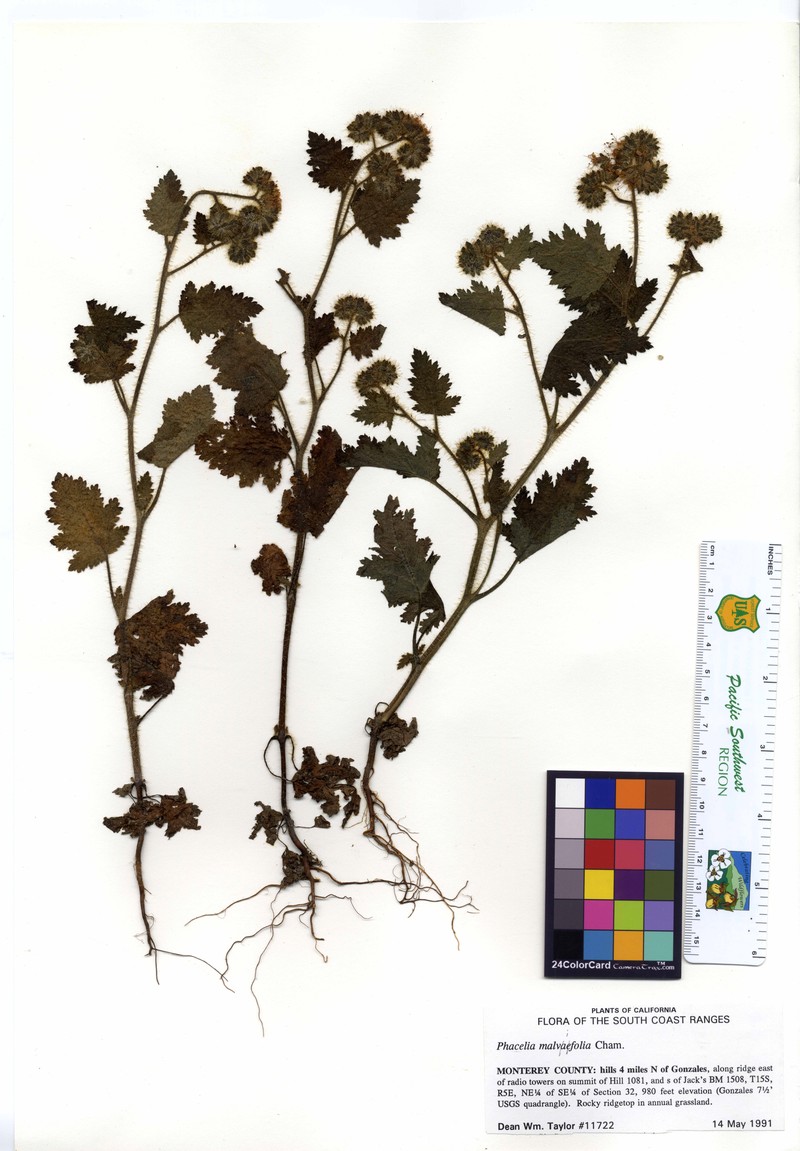 Stinging Phacelia photo 2
