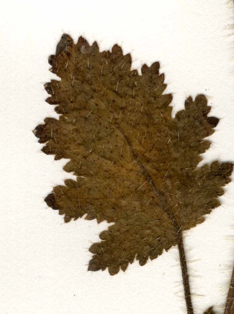 Stinging Phacelia photo 3