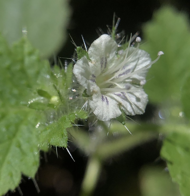 Stinging Phacelia photo 3