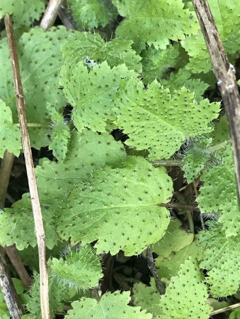 Stinging Phacelia photo 4