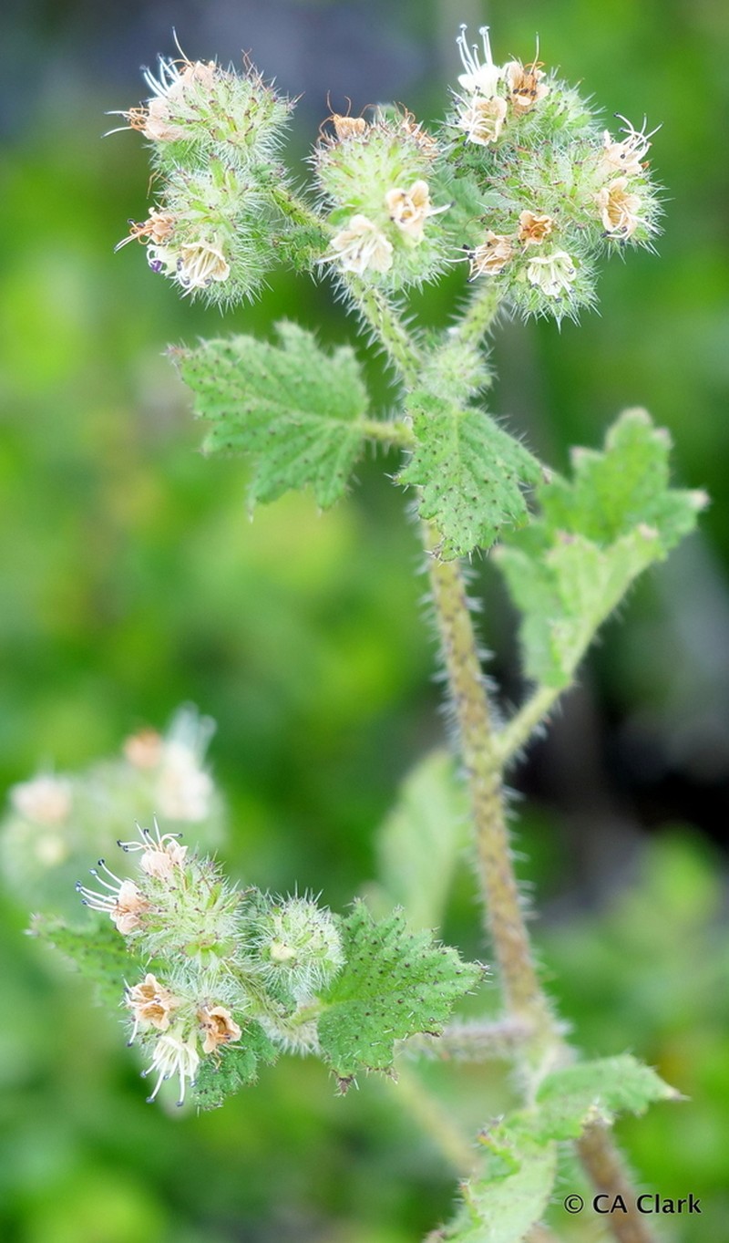 Stinging Phacelia photo 5