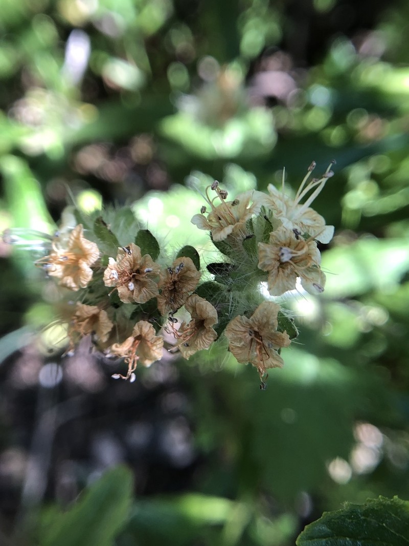 Stinging Phacelia photo 6