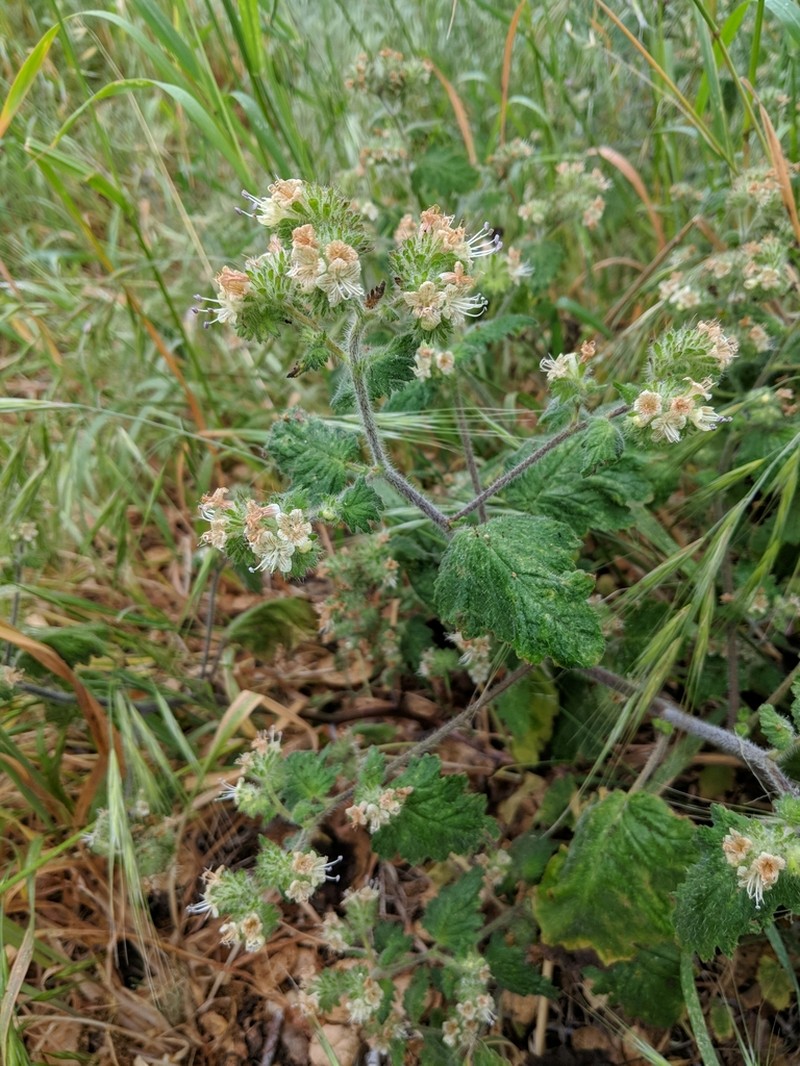 Stinging Phacelia photo 7
