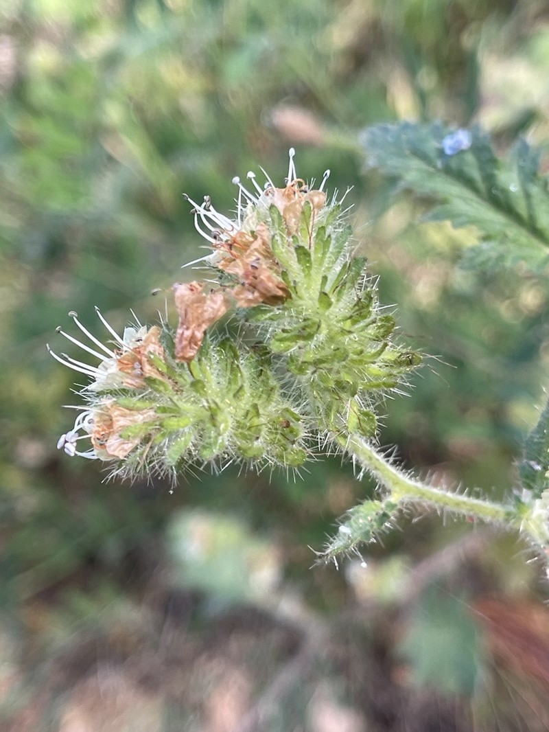 Stinging Phacelia photo 8
