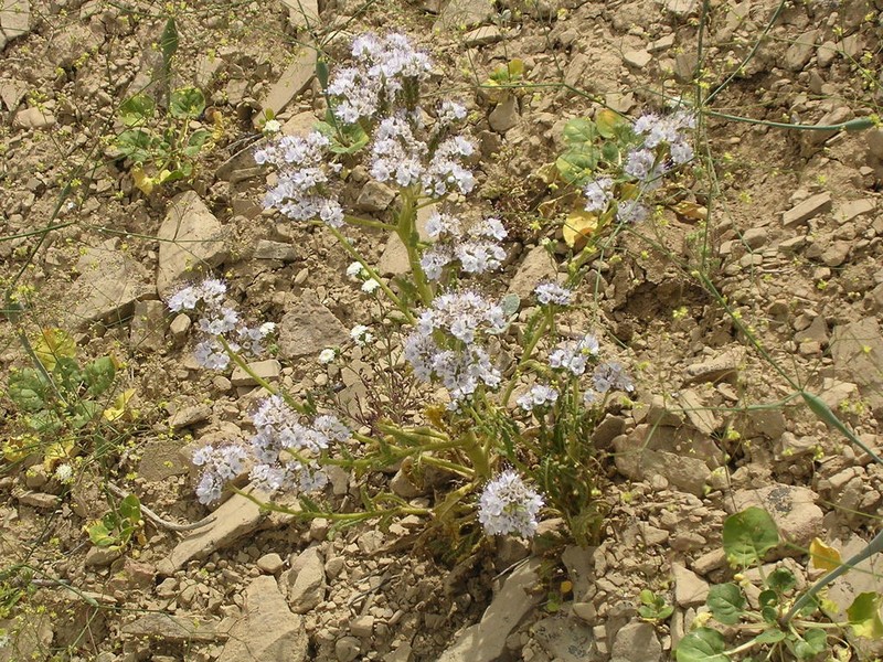 Nipple Beach Phacelia