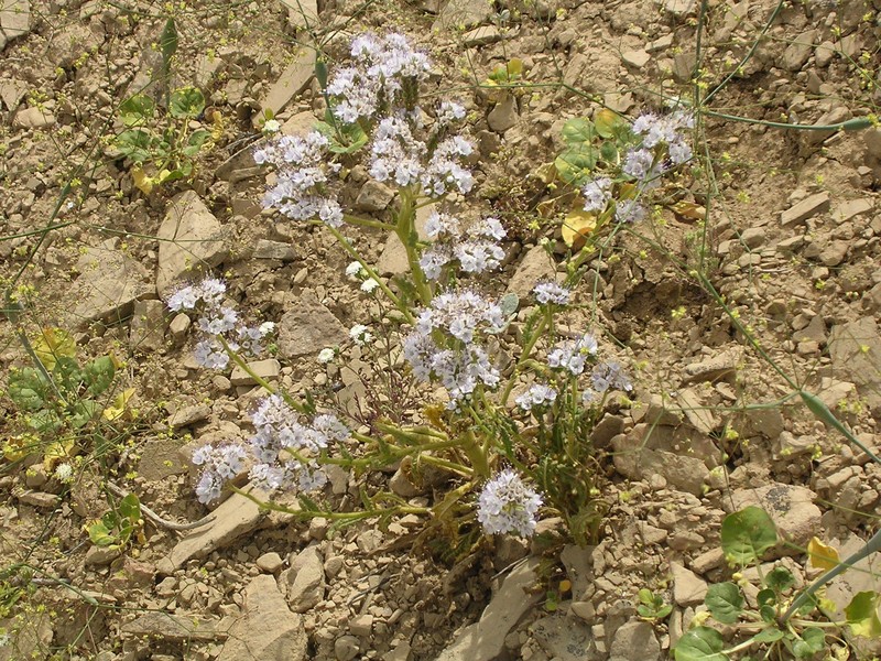 Nipple Beach Phacelia photo 2