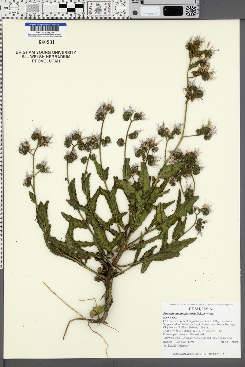 Nipple Beach Phacelia photo 3