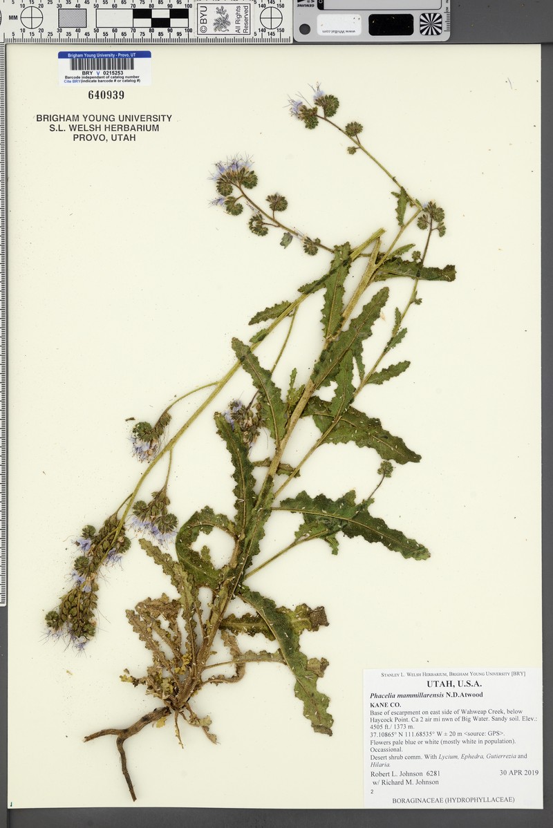 Nipple Beach Phacelia photo 4