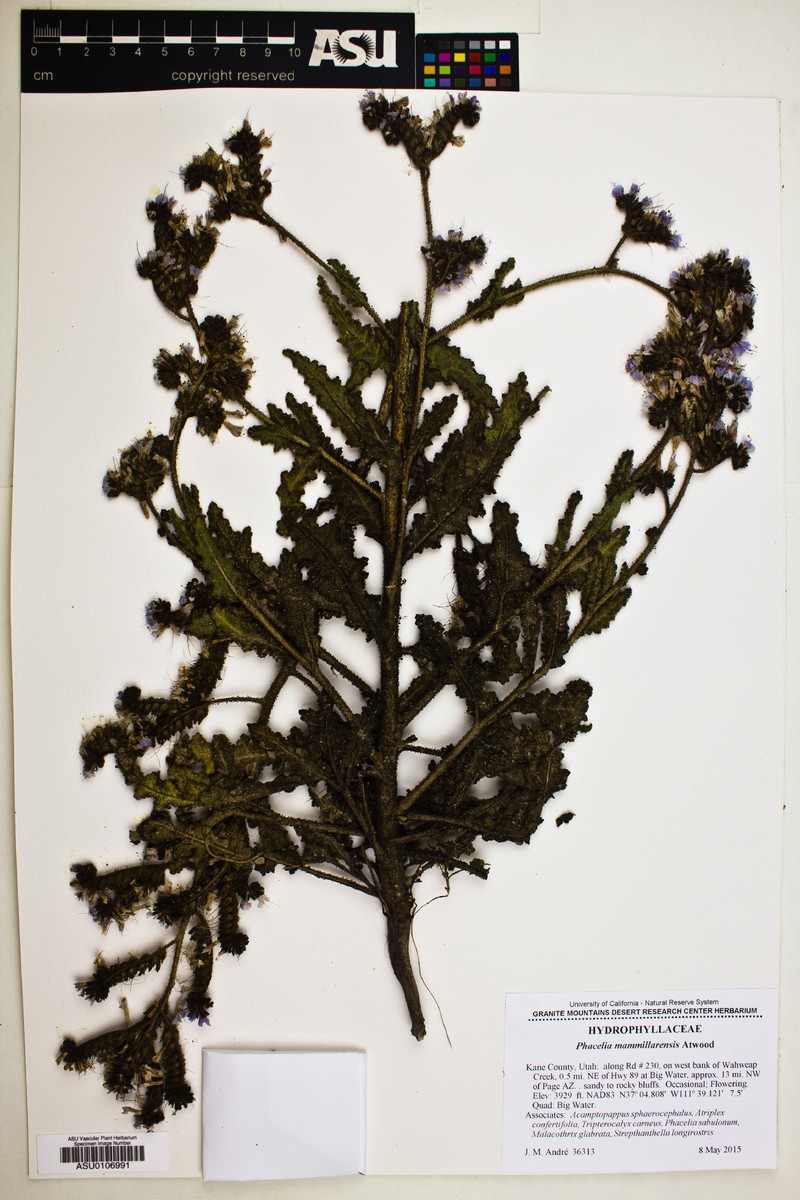 Nipple Beach Phacelia photo 5