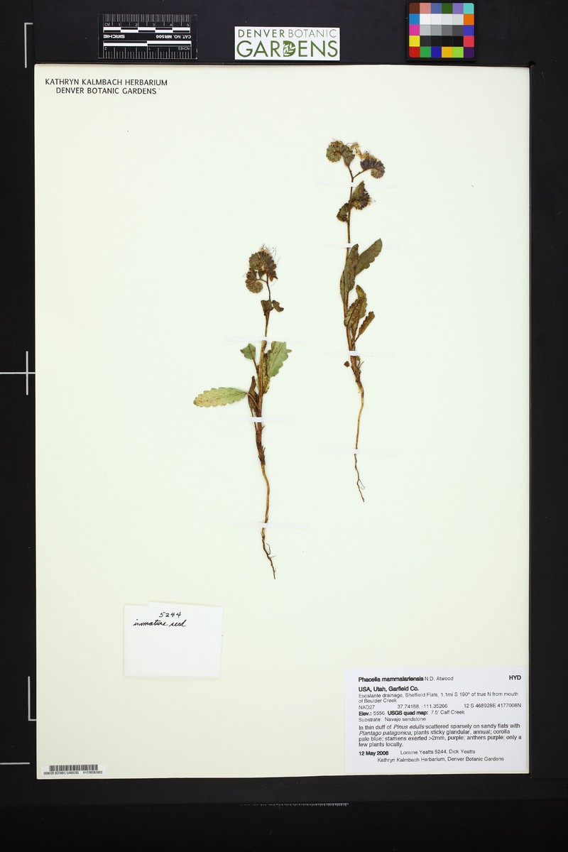Nipple Beach Phacelia photo 6