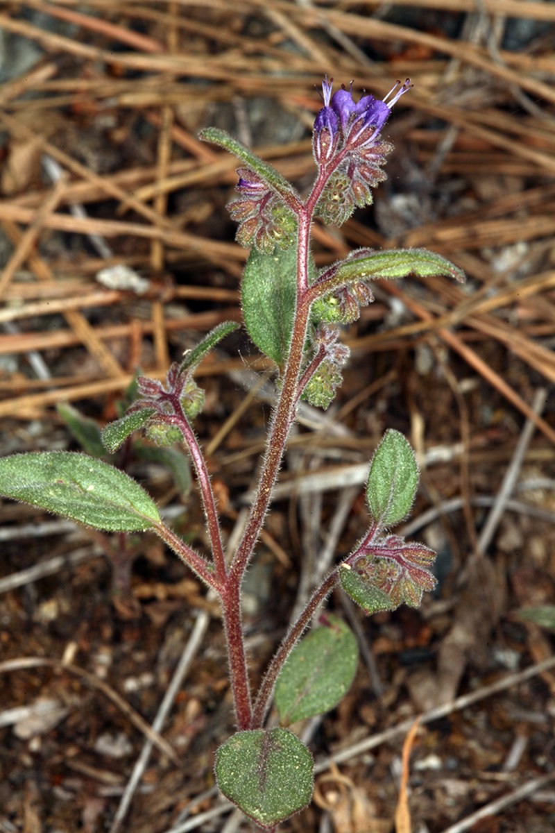 Persistentflower Phacelia