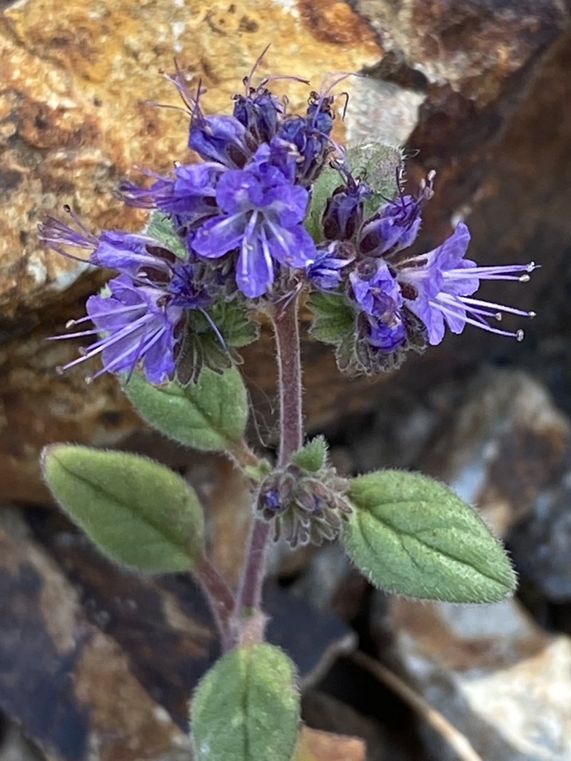 Persistentflower Phacelia photo 2