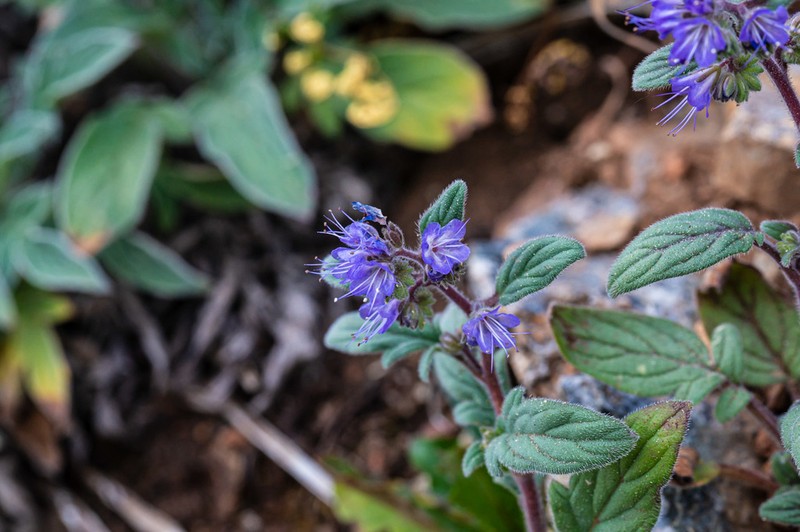 Persistentflower Phacelia photo 3