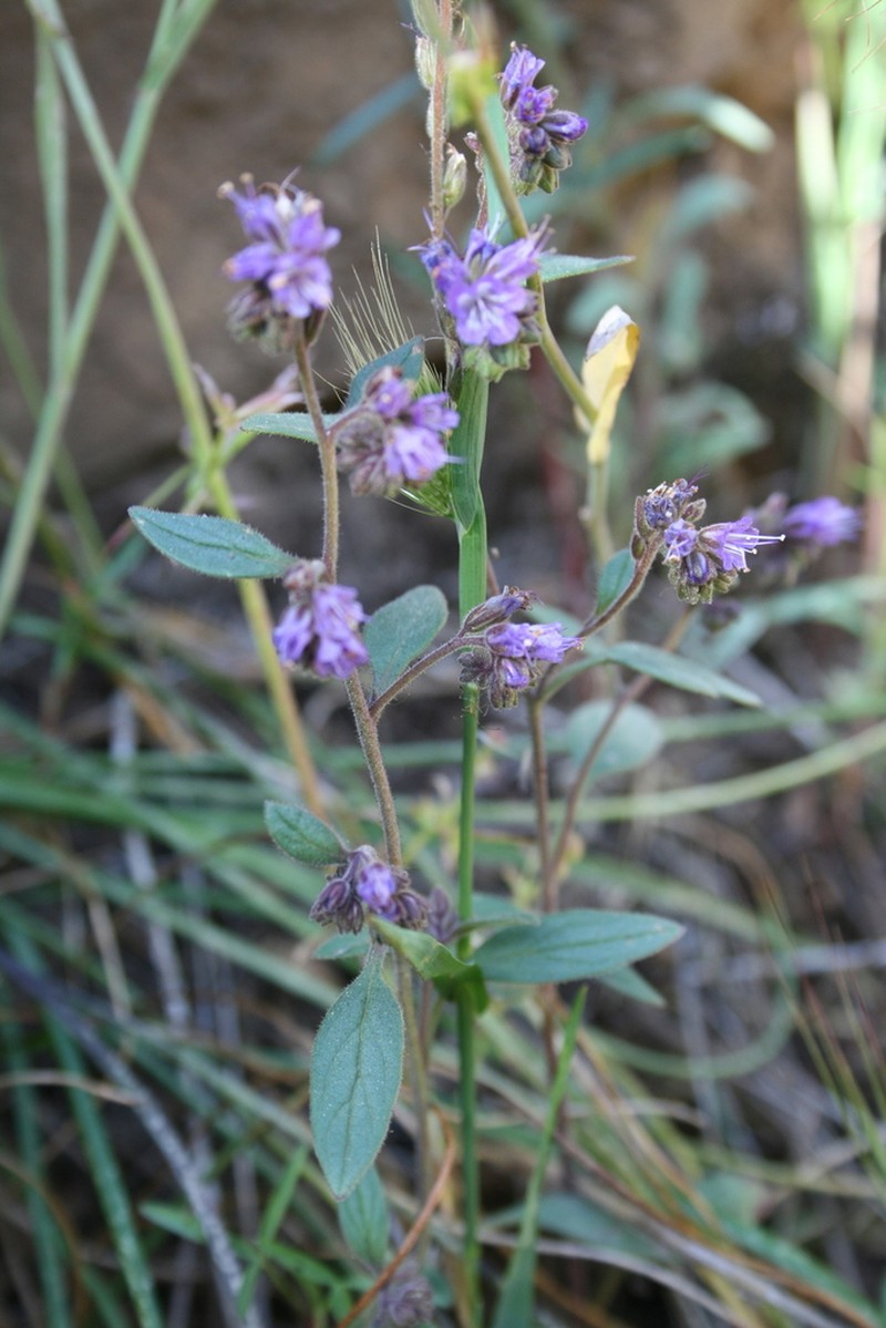 Persistentflower Phacelia photo 4