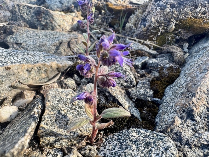 Persistentflower Phacelia photo 5