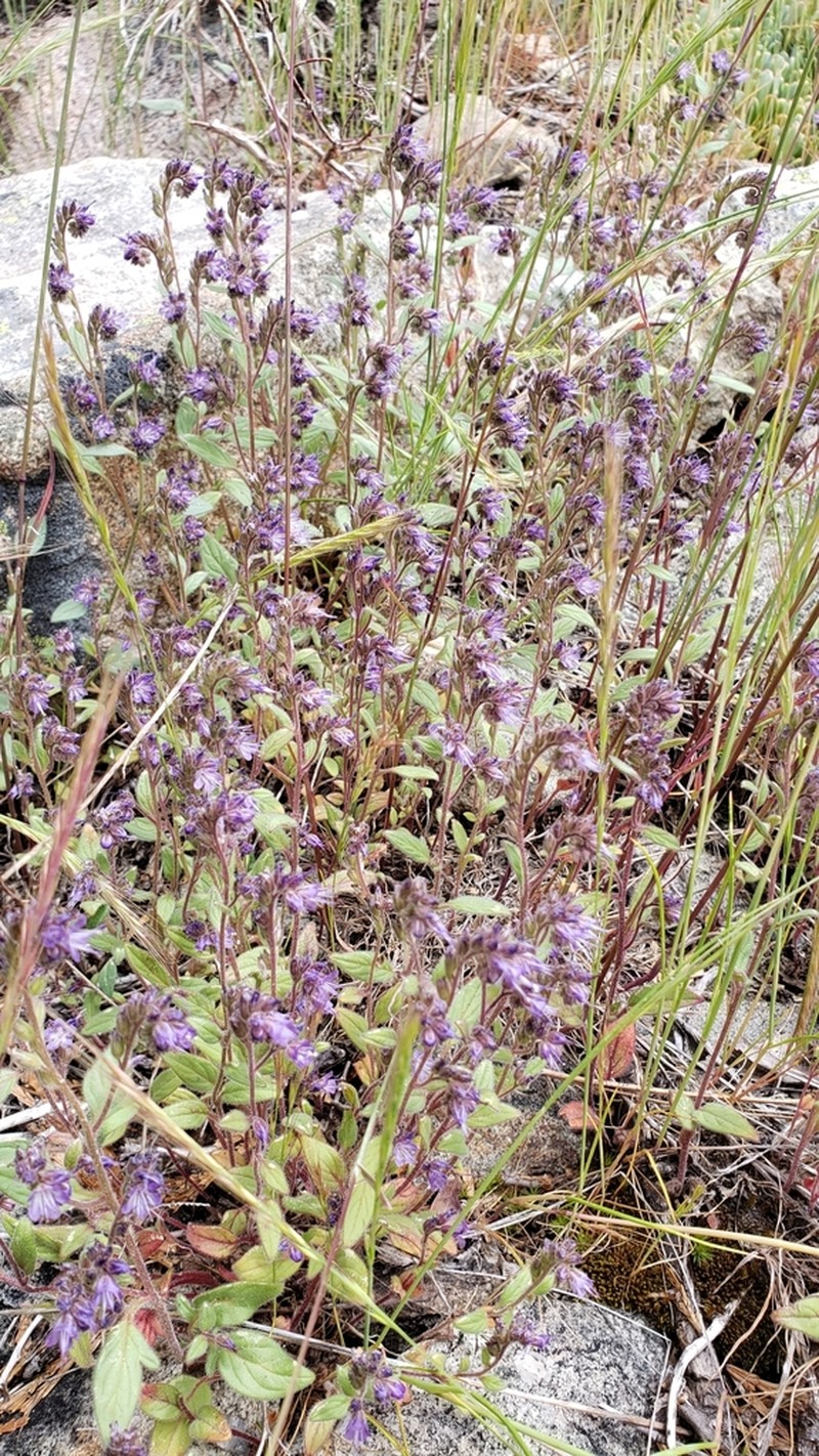Persistentflower Phacelia photo 6