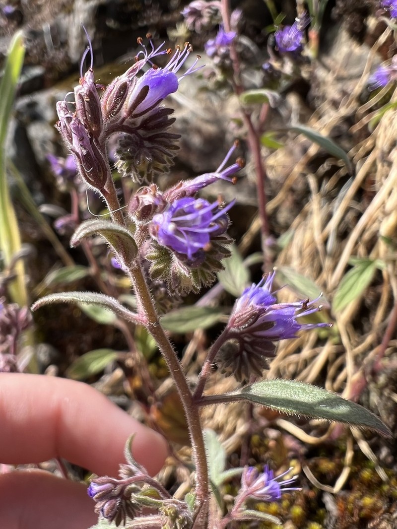 Persistentflower Phacelia photo 7