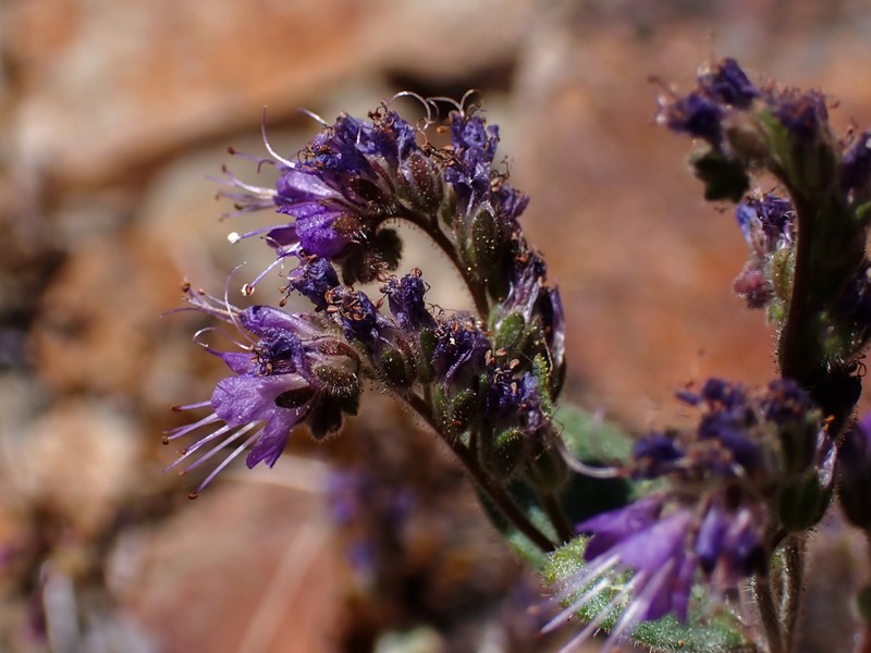 Persistentflower Phacelia photo 8