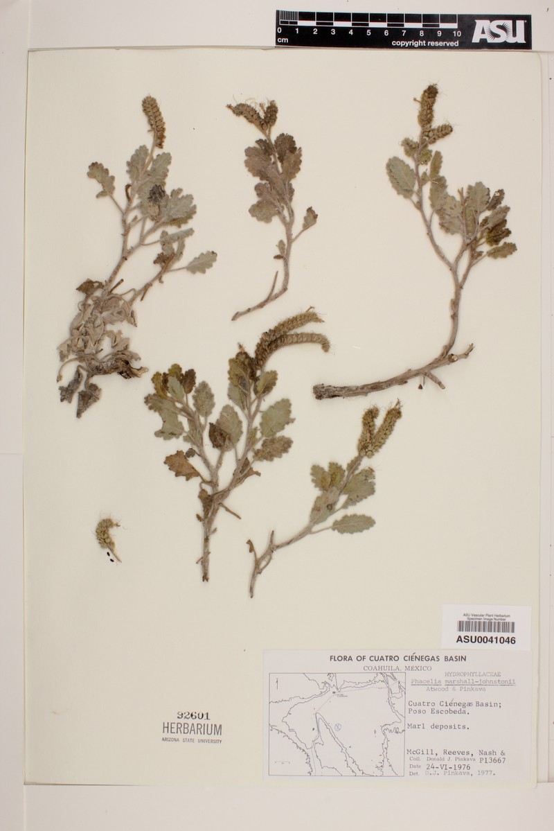 Phacelia marshall-johnstonii photo 2