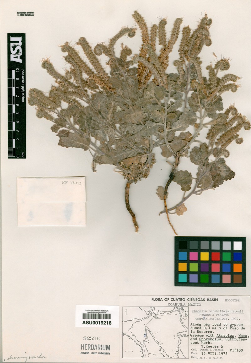Phacelia marshall-johnstonii photo 3