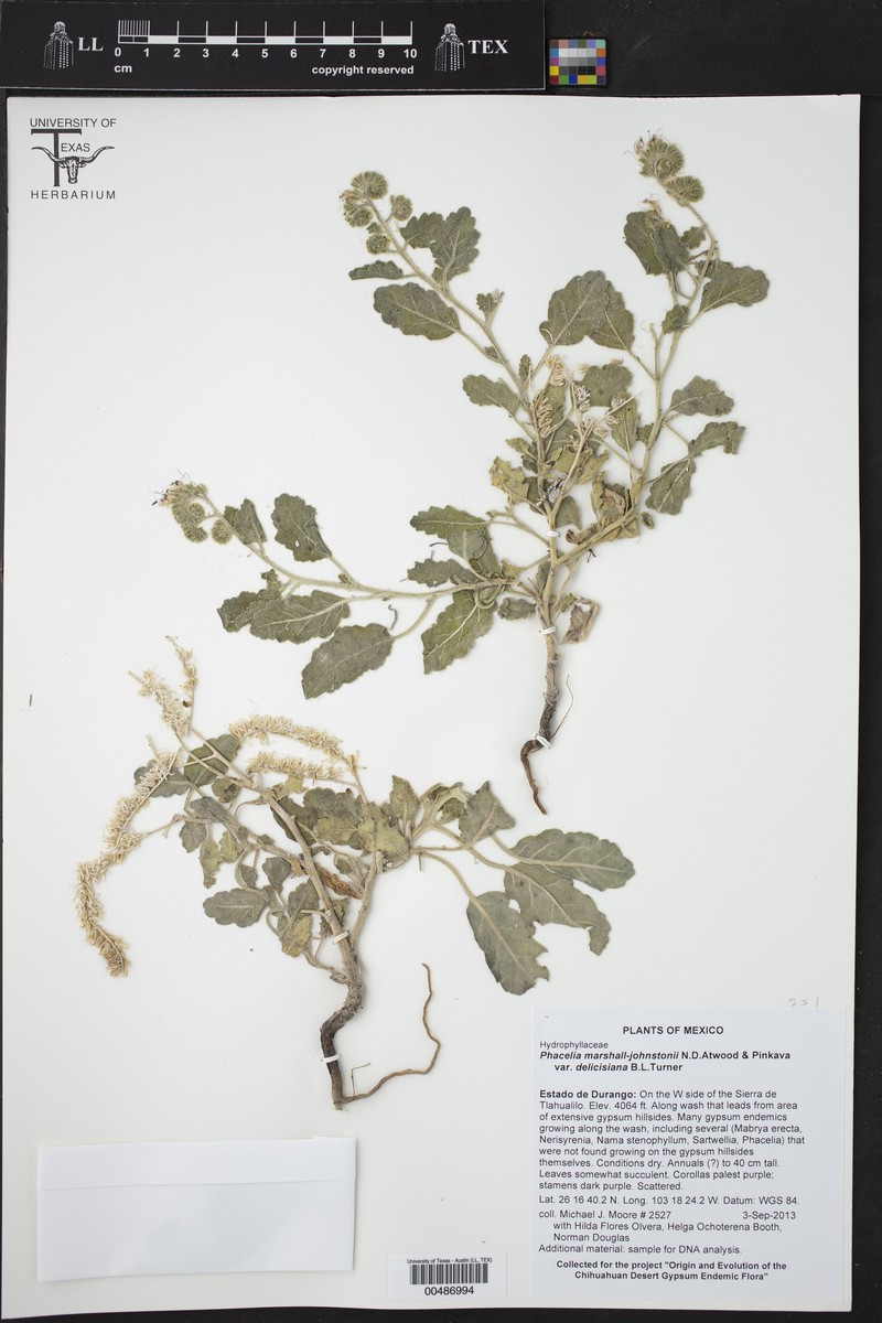 Phacelia marshall-johnstonii var. deliciasana