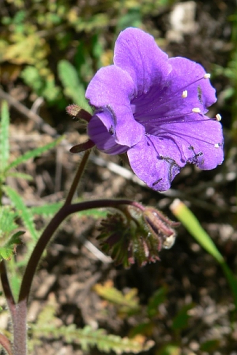 Wild Canterbury Bells photo 2