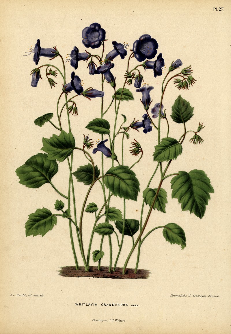 Wild Canterbury Bells photo 3