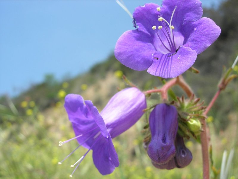 Wild Canterbury Bells