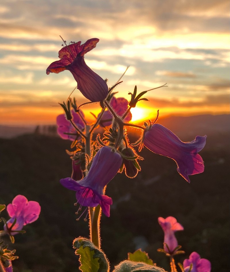Wild Canterbury Bells photo 2