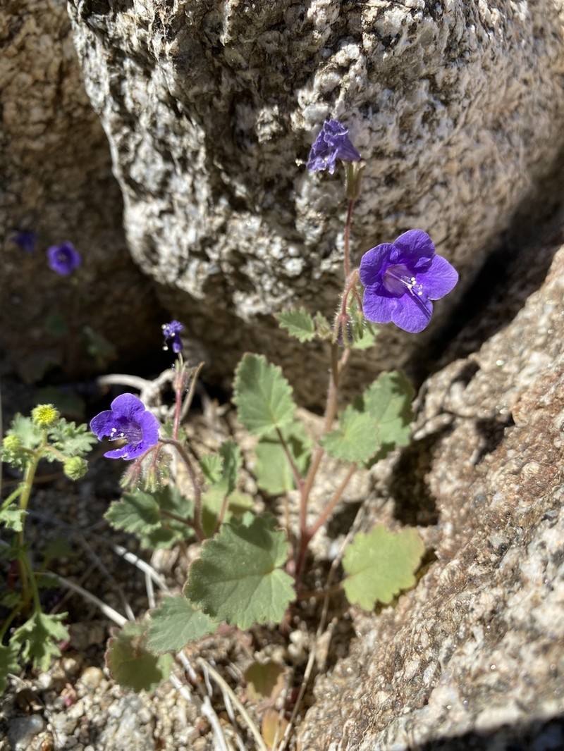 Wild Canterbury Bells photo 3
