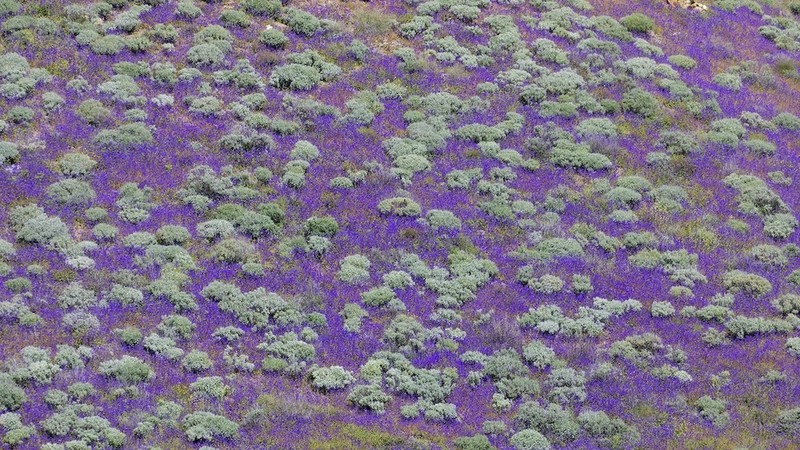 Wild Canterbury Bells photo 4