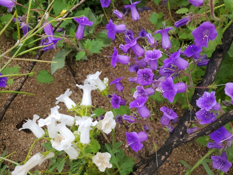 Wild Canterbury Bells photo 5