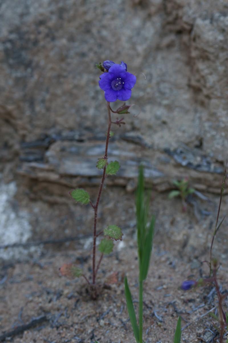 Wild Canterbury Bells photo 6