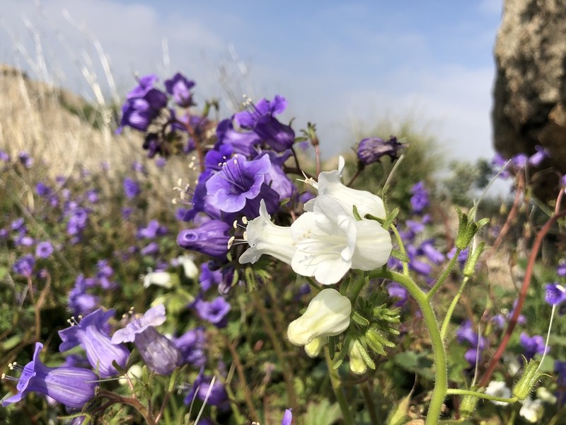 Wild Canterbury Bells photo 7
